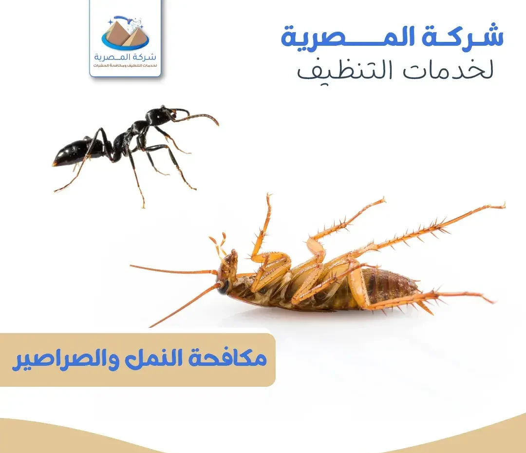 شركة المصرية للتنظيف تقدم خدمات متخصصة في مكافحة النمل والصراصير باستخدام حلول فعّالة وآمنة لضمان بيئة نظيفة وخالية من الحشرات.