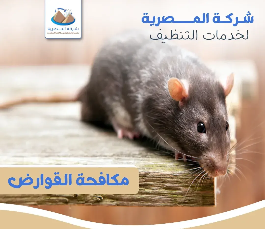 شركة المصرية للتنظيف تقدم خدمات مكافحة القوارض باستخدام أساليب متطورة وآمنة لضمان التخلص منها بشكل فعّال وحماية المكان من أضرارها.